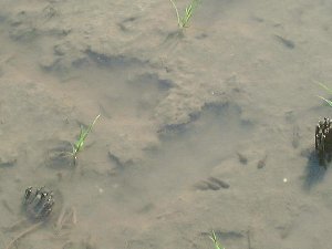 田植え６