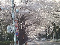 桜並木