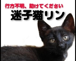 迷子猫リンちゃん