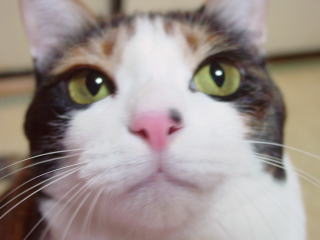 ちかれた