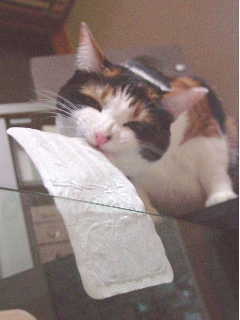 cat0425-04