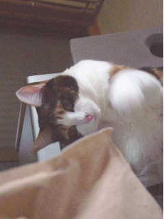 cat0425-a03