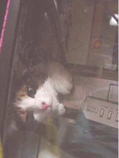 cat0601-005