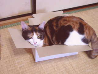 cat0707-c01