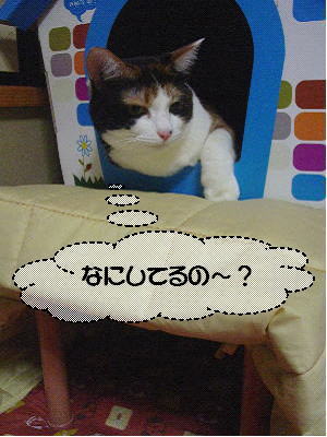 気になるにゃ