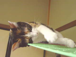 cat0620-b03