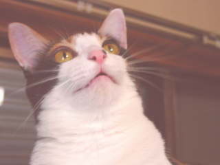 cat0721-03
