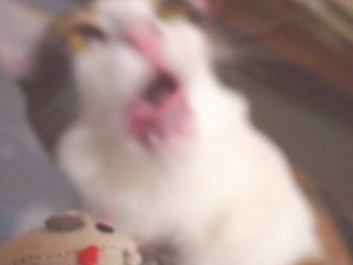 cat0721-02
