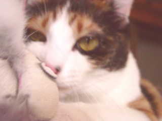 cat0721-04