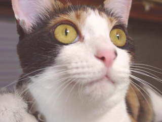 cat0721-10