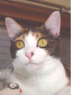 cat0721-11