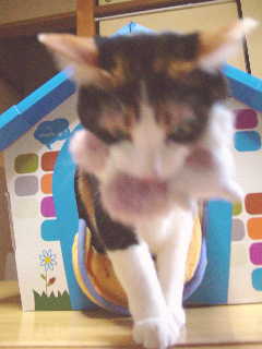 cat0123-03
