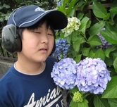あじさい