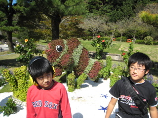 カクレクマノミ