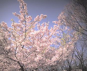 名古屋市市政資料館の彼岸桜