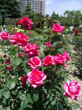 鶴舞公園の薔薇（１）