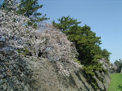 名古屋城堀の桜