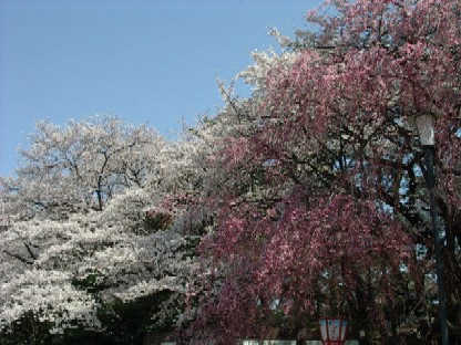名古屋城庭園の桜饗宴
