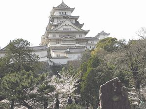 姫路城と桜