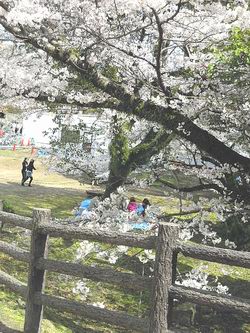 姫路城庭園と桜