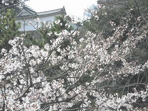 満開の桜と姫路城