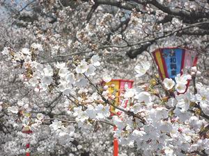 姫路城庭園と桜