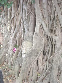 ワット・プラ・マハタート（２）