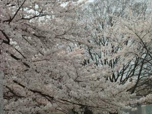 平和公園の桜（4/7）２