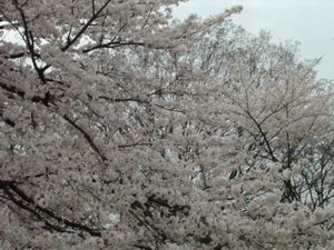 平和公園の桜（4/7）３