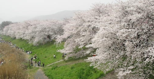 背割堤