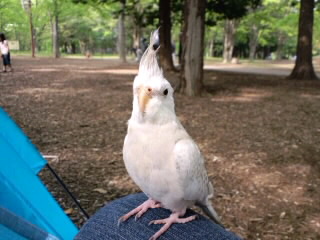 ハナちゃん公園デビュー