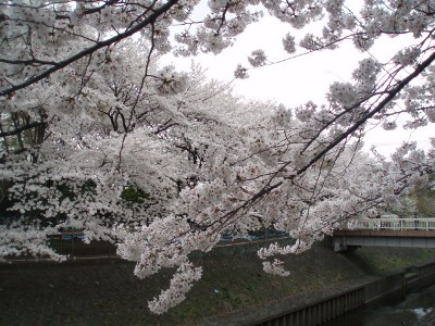 善福寺川３.jpg