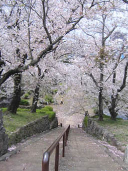 桜階段