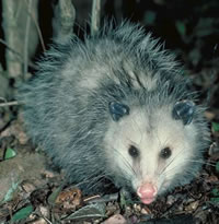 possum two