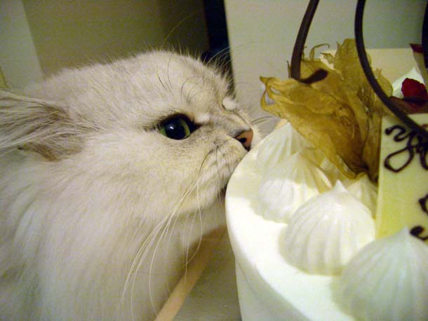 夢中になって食べてます