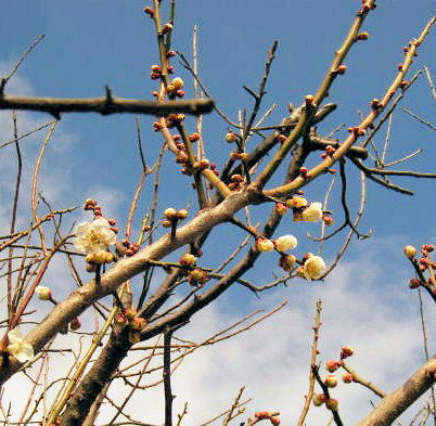 梅の花　と　春の青空