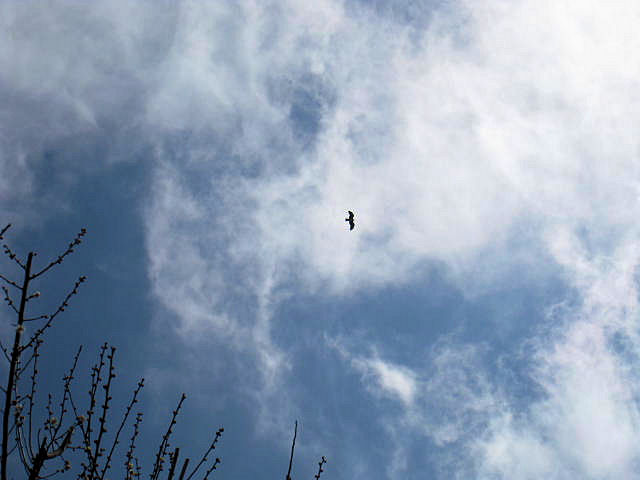 安曇野の大空を飛ぶとび