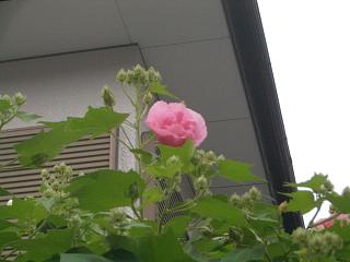 すいふよう・夕