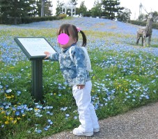 ワイルドフラワーガーデン（1）