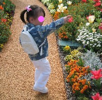 ワイルドフラワーガーデン（2）