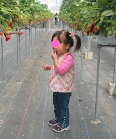 イチゴ狩り（2）