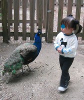 ふれあい動物王国（4）