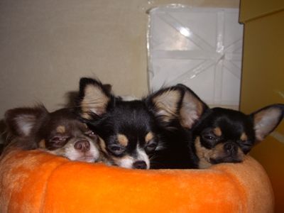 仲良し３ちー組