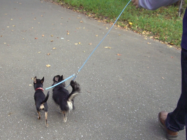 ２頭引きリード♪