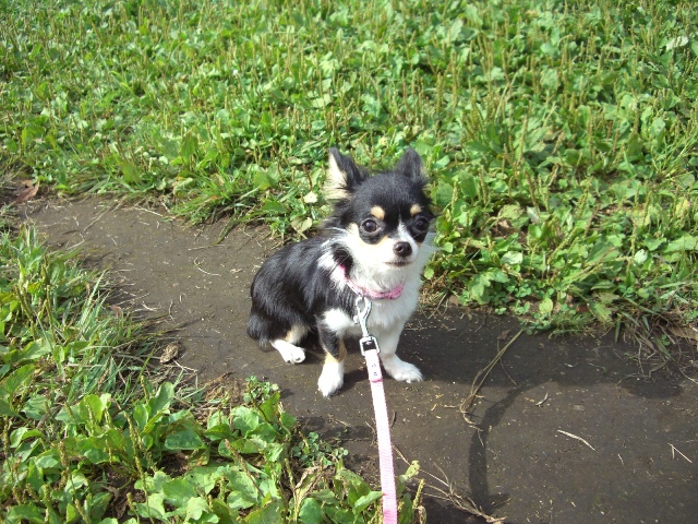 初ドッグラン・・