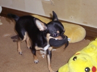 はなちゃん　１歳♪