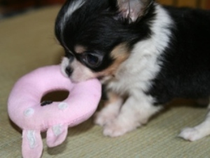 おもちゃ大好きっ