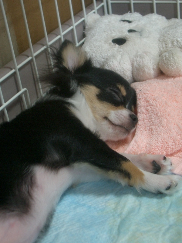 Ｚｚｚ (´～`) むにゃむにゃ