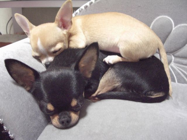 きなちゃん、おもたいよ～(×_×;）