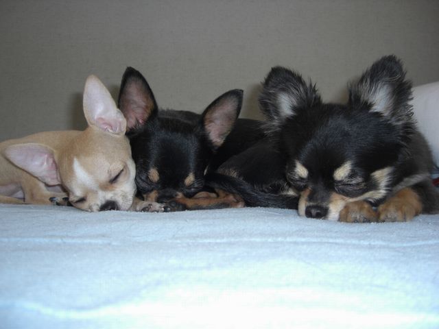 きなこ・はな・あろま